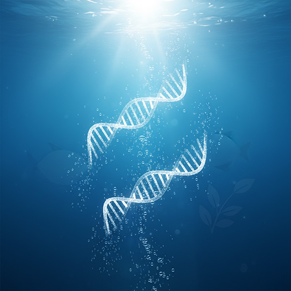 Kolagen Morski Peptydy